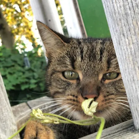Hotel Weinrefugium Brolli