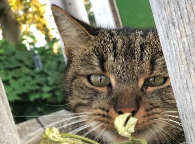 호텔 Weinrefugium Brolli